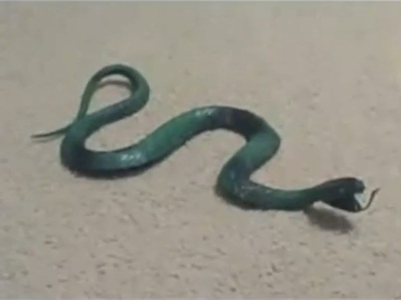File:Snake.png